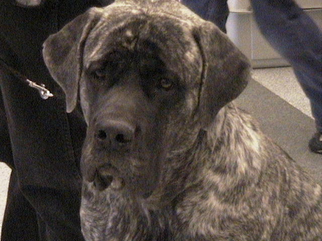 M.J. our show dog