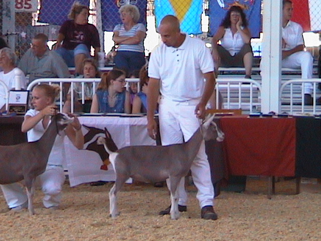 Ginger 3rd place Nationals 2003. Granddaughter from original HAZELRIDGE ACRES herd
