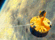 Orbiter