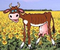 Skinny Cow, Happy Cow