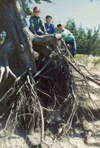 MeOnTree