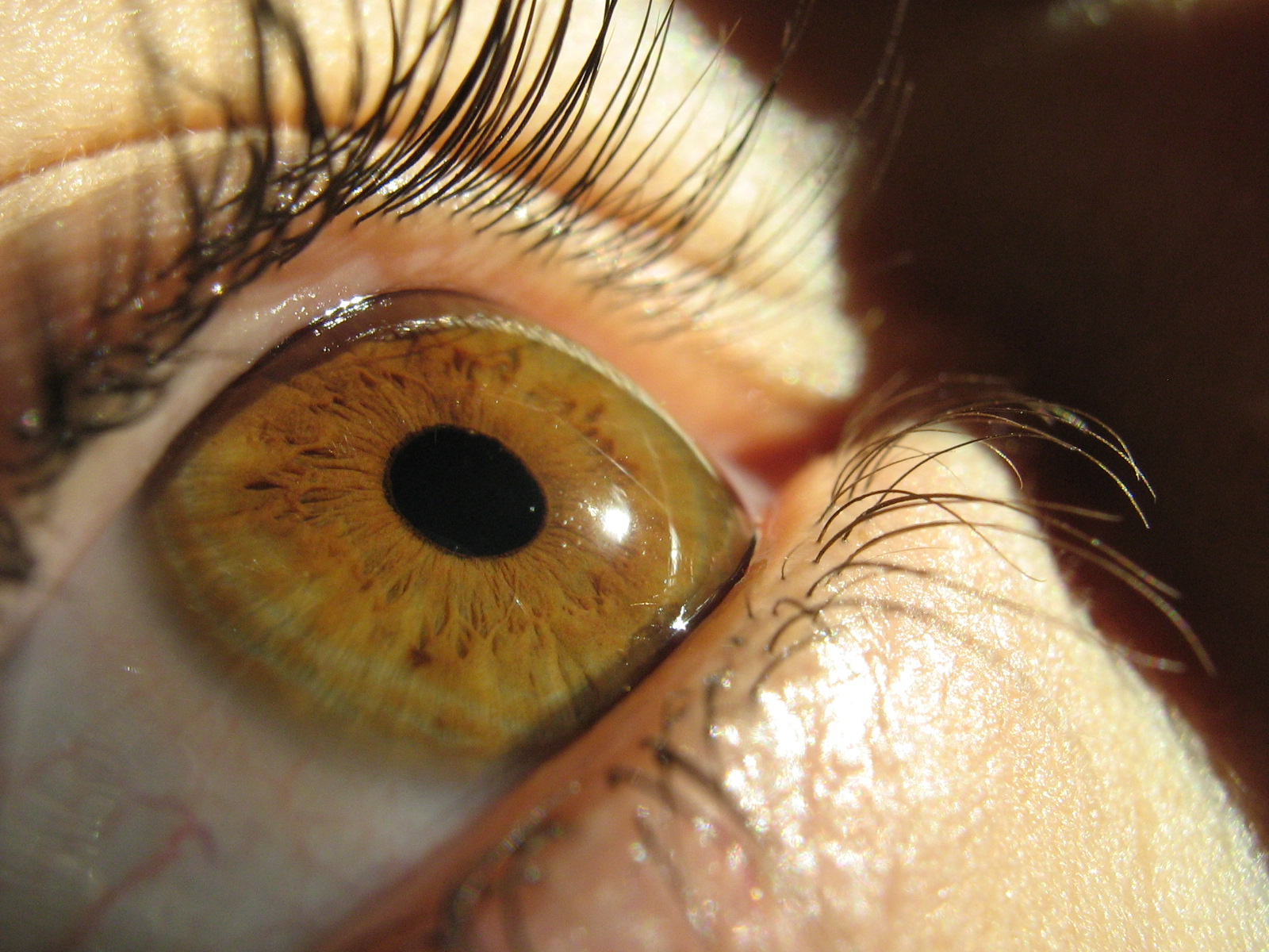 eye