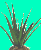 aloe2.gif - 8014 Bytes