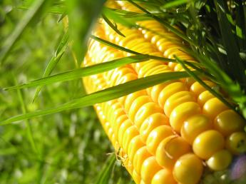 Corn