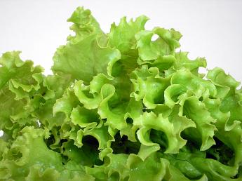 Letuce