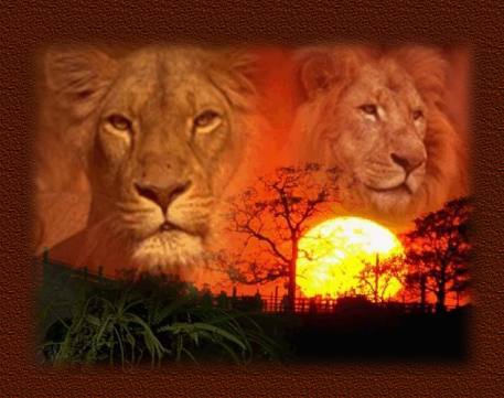 Lions