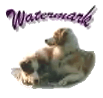 Watermark Web Design