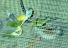 Pansy, Kahlua, Diamond, Dandilion, and Daquiri