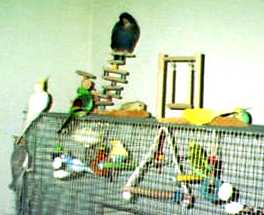 Visit the rest of the flock!.