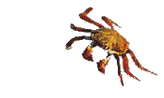 Crab