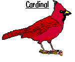 cardinal