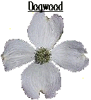 dogwood