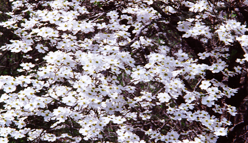 dogwood