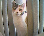thumbnail of your picture #6