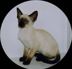 Seal Point Siamese