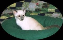 Blue Point Siamese