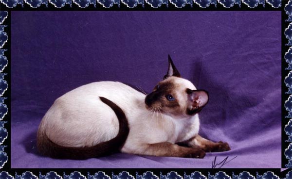 Chakotay is siring beautiful, healthy kittens with fly-away ears!