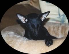 ebony Oriental