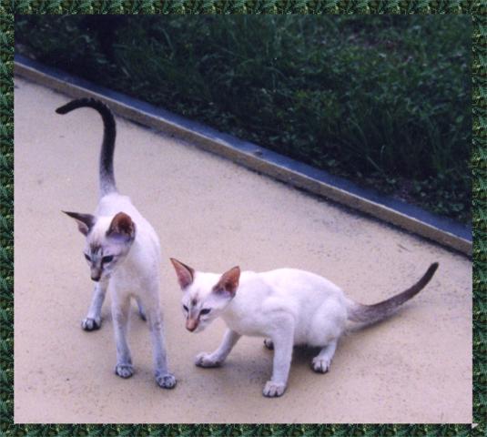 Lynx Point Kittens