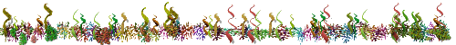 ocean flora
