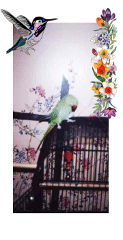 Taz the ring neck parakeet