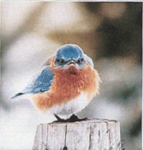 bluebird