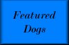 featured dogs