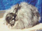 Chinchilla Satin Angora