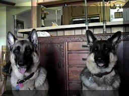 dogssmall.jpg (14344 bytes)