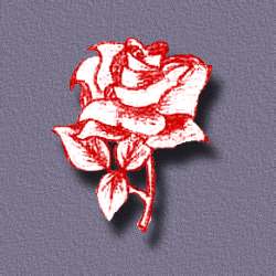 rose.jpg (16074 bytes)