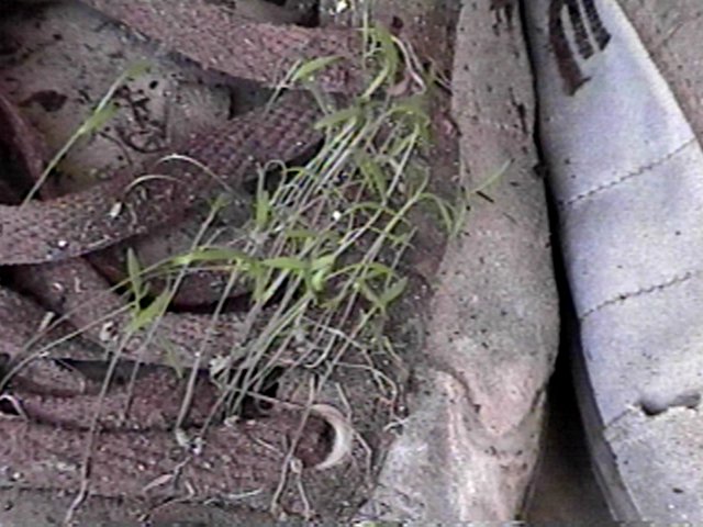 shoe1.jpg (68897 bytes)