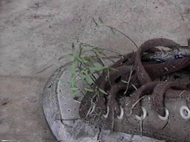 shoe5.jpg (51209 bytes)