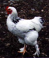 Light Brahma Rooster