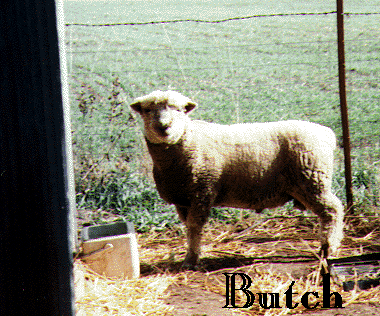 Butch, Ram