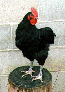 Black Australorp Rooster