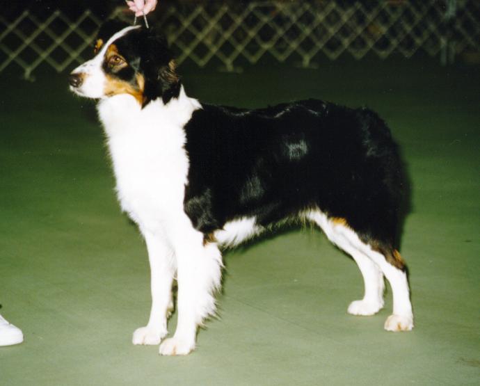 BB