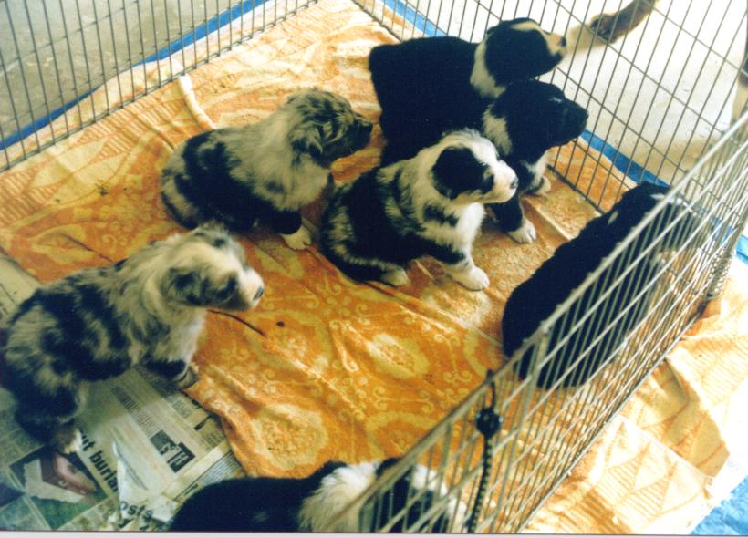 The Ruff litter at 4 weeks of age