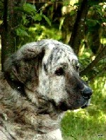 Brindle