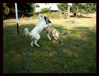 Sabre & Kody