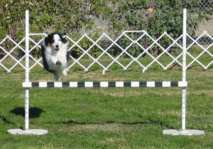 2004 ASCA Nationals Paso Robles, CA
