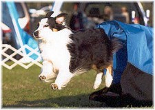 Used in The Australian Shepherd 2nd Edition by Liz Palika