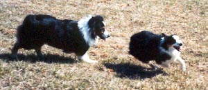 Rosie & Murky
