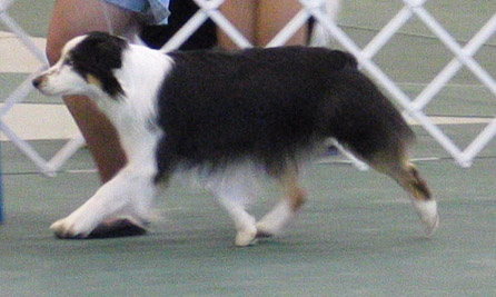 Heart of Texas 2003 ASCA Pre-Nationals