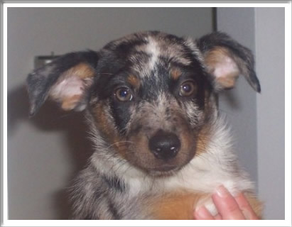 Catahoula girl