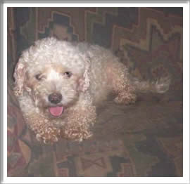 Fritz