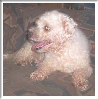 Fritz