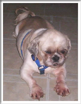 Sammy