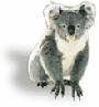 Australian Koala