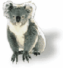 Australian Koala