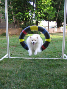 agility1